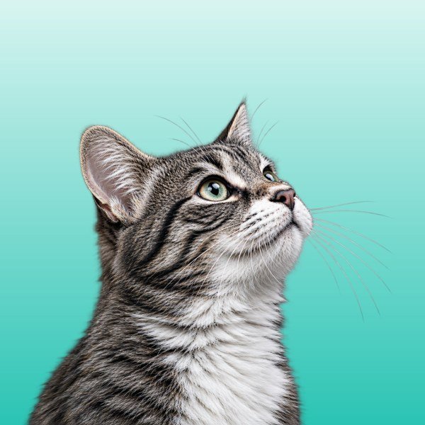 Cat Dry Food