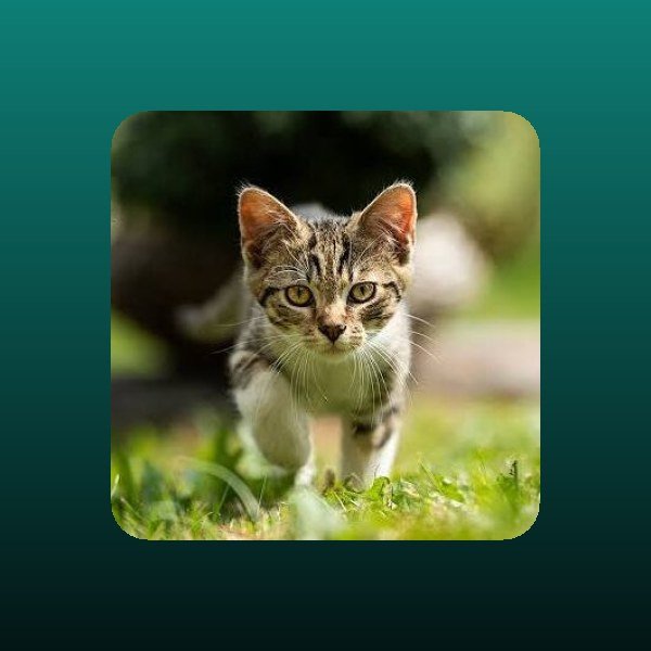 Pet Medicines, Vitamins & Supplements
