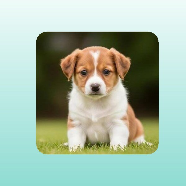 Pet Bowls, Feeders & Waterers